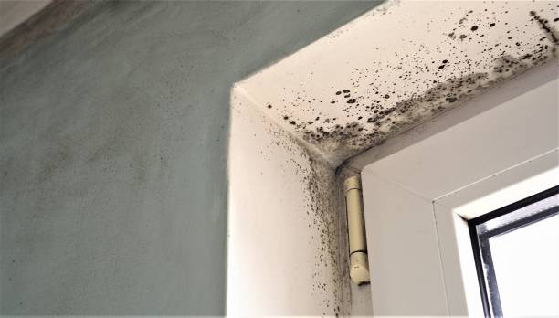 Best Air Quality Testing for Mold Spores  in Bermuda Dunes, CA