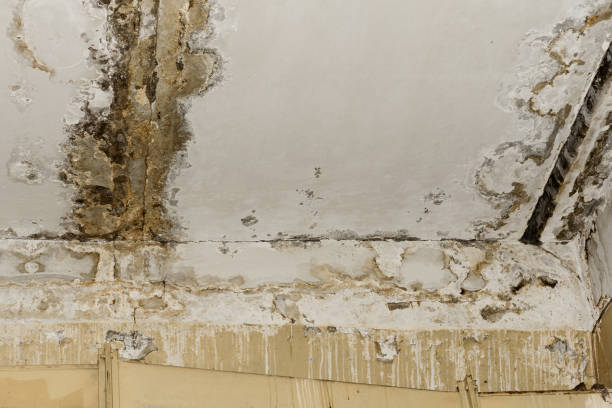  Bermuda Dunes, CA Mold Removal Pros