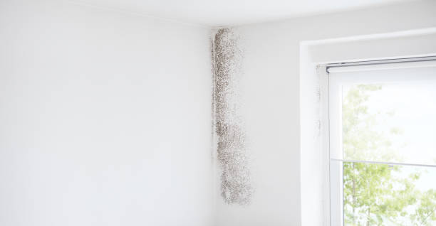 Best Emergency Mold Remediation  in Bermuda Dunes, CA