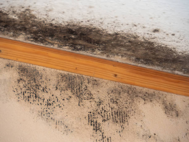 Best Environmental Consulting for Mold Prevention  in Bermuda Dunes, CA