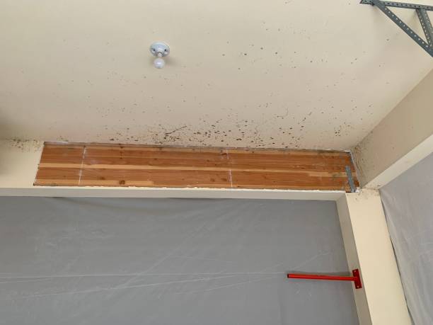 Best Basement Mold Removal  in Bermuda Dunes, CA