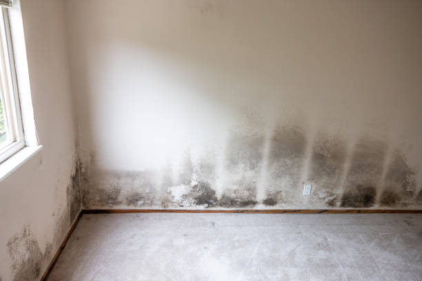 Reliable Bermuda Dunes, CA Mold Removal Solutions