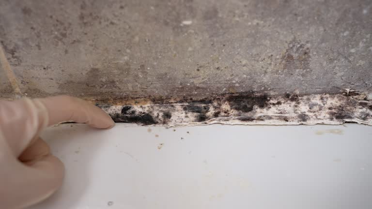 Best Mold Odor Removal Services  in Bermuda Dunes, CA