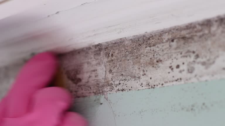 Best Mold Damage Restoration  in Bermuda Dunes, CA